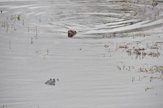 Encontro de jacaré e ariranha em lago ao lado da estrada-parque do Pantanal Sul, na região de Corumbá, no Mato Grosso do Sul